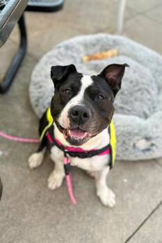 Rescue Mixed Breed Dogs for Adoption in Miamitown, Ohio - Star | PetCurious