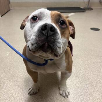 Xena -  Mixed Breed Dog for Adoption in Bristol, Indiana - Xena | PetCurious