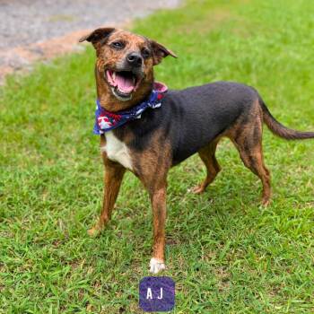 AJ 04-1818 -  Miniature Pinscher and Mixed Breed Dog for Adoption in Covington, Georgia - AJ 04-1818 | PetCurious