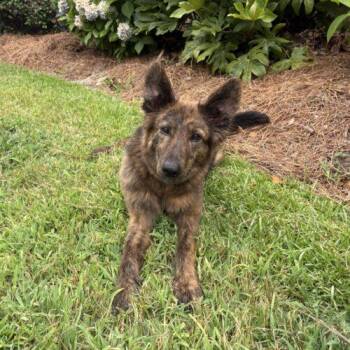 Juno -  German Shepherd Dog Dog for Adoption in Raleigh, North Carolina - Juno | PetCurious