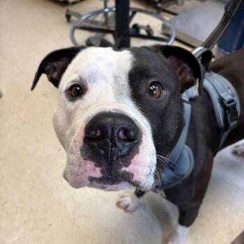 Pit Bull Terrier Dogs Available for Adoption - Burger King | PetCurious