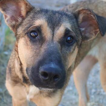 Wolfie -  Shepherd Dog for Adoption in Hollister, Missouri - Wolfie | PetCurious