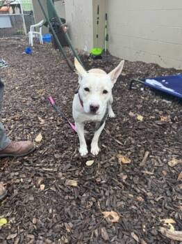 Rescue Mixed Breed Dogs for Adoption in Cincinnati, Ohio - Baker | PetCurious