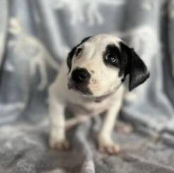 Rescue Terrier and Retriever Dogs for Adoption in Liverpool, Texas - Clementine | PetCurious