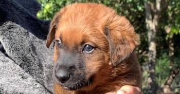 Spaniel and Shepherd Dogs Available for Adoption - Charlotte- Wilbur | PetCurious