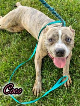 Rescue Pit Bull Terrier Dogs for Adoption in Valparaiso, Indiana - Coco | PetCurious