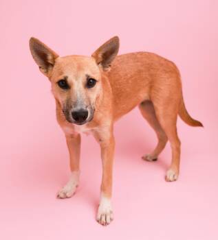 Rescue Shepherd and Labrador Retriever Dogs for Adoption in Carmel Hamlet, New York - Hazel (Shepard Siblings) | PetCurious