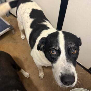 Rescue Mixed Breed Dogs for Adoption in Lake Jackson, Texas - Daisy | PetCurious