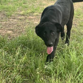 Border Collie and Belgian Shepherd Malinois Dogs Available for Adoption - Amber | PetCurious