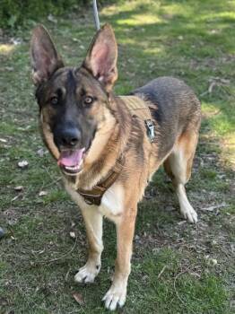 Ace -  German Shepherd Dog Dog for Adoption in Maynardville, Tennessee - Ace | PetCurious