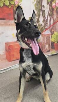 Australian Kelpie and Mixed Breed Dogs Available for Adoption in San Bernardino, California - EMILY | PetCurious