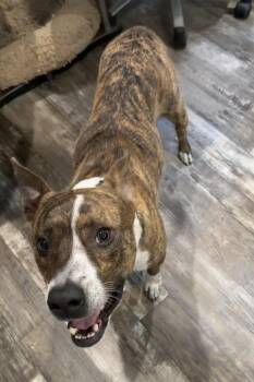 JoJo -  Pit Bull Terrier Dog for Adoption in Boston, Massachusetts - JoJo | PetCurious