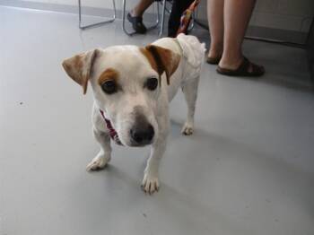 BUSTER -  Parson Russell Terrier Dog for Adoption in Ocala, Florida - BUSTER | PetCurious