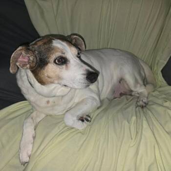 Fred -  Beagle and Mixed Breed Dog for Adoption in Park Falls, Wisconsin - Fred | PetCurious