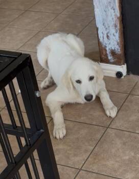 Lewis HTX -  Great Pyrenees Dog for Adoption in Quinlan, Texas - Lewis HTX | PetCurious