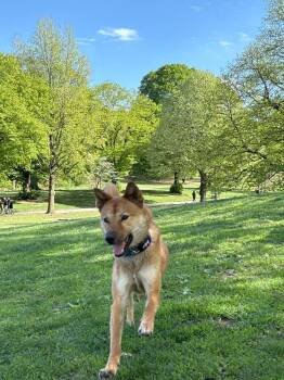 Jindo Dogs Available for Adoption in New York, New York - Pollo | PetCurious