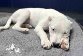 Terrier and Mixed Breed Dogs Available for Adoption - 04080B Adora | PetCurious