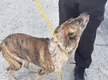 Labrador Retriever and Mixed Breed Dogs Available for Adoption - A650616 | PetCurious