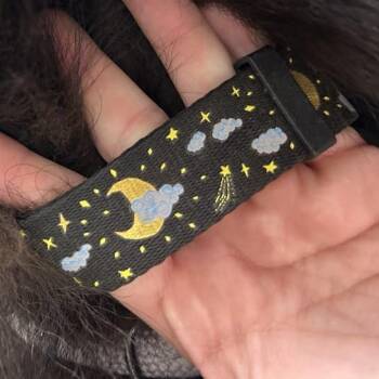 Husky Dogs Available for Adoption in Lyndhurst, Virginia - SVAS-Stray-38455 | PetCurious