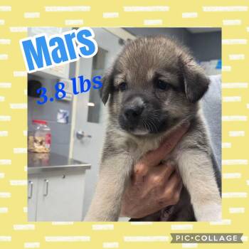 Mars -  German Shepherd Dog and Labrador Retriever Dog for Adoption in Ringwood, New Jersey - Mars | PetCurious