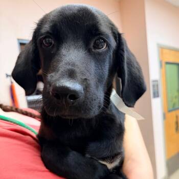 Greg -  Black Labrador Retriever Dog for Adoption in Columbus, Georgia - Greg | PetCurious