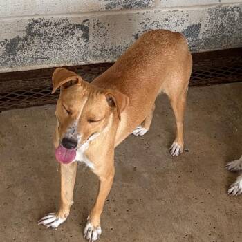 Toya -  Terrier and Mixed Breed Dog for Adoption in Edinburg, Texas - Toya | PetCurious