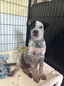 Australian Cattle Dog Blue Heeler Dogs Available for Adoption in Lakeland, Florida - Roscoe | PetCurious