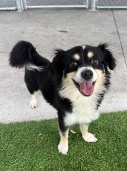 Terrier Dogs Available for Adoption - TAJ | PetCurious