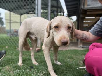 Alfie -  Poodle Dog for Adoption in Dover, Arkansas - Alfie | PetCurious