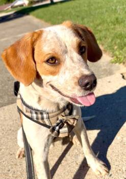 Finwick -  Beagle Dog for Adoption in Germantown, Ohio - Finwick | PetCurious