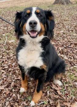 Bernese Mountain Dog Dogs Available for Adoption - Jelly | PetCurious