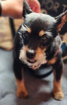 Rescue Yorkshire Terrier Dogs for Adoption in Fairfax, Virginia - Abby *Adopt Or Foster* | PetCurious