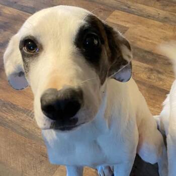 Dottie -  Retriever Dog for Adoption in Chatham, New Jersey - Dottie | PetCurious