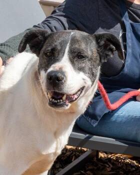Mixed Breed Dogs Available for Adoption in Chamblee, Georgia - Liz Taylor | PetCurious