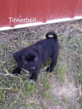 Tinkerbell -  Pug Dog Available for Adoption in Welling, Oklahoma - Tinkerbell | PetCurious