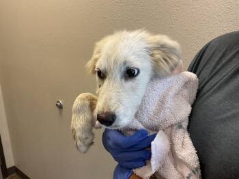 MISTY -  Great Pyrenees Dog for Adoption in Ontario, California - MISTY | PetCurious