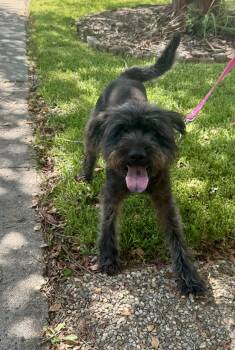 Porter -  Giant Schnauzer and Terrier Dog for Adoption in Baker, Louisiana - Porter | PetCurious