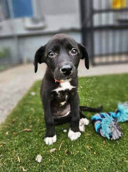 Independence $550 -  Portuguese Water Dog and Poodle Dog for Adoption in West Milwaukee, Wisconsin - Independence $550 | PetCurious
