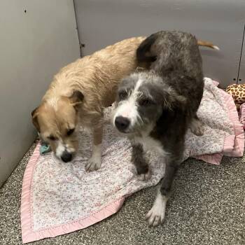 Colton & Winn Dixie -  Terrier Dog for Adoption in Parma, Ohio - Colton & Winn Dixie | PetCurious