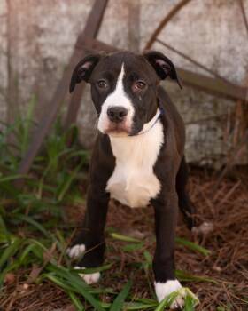 Boxer and Terrier Dogs Available for Adoption in Southaven, Mississippi - HUDSON | PetCurious