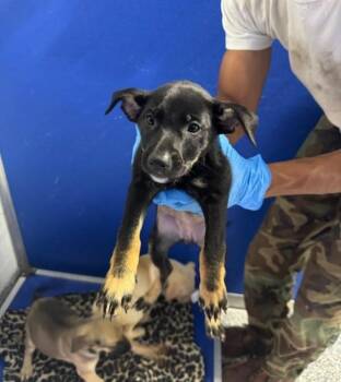Tilly Jackson (Blue Floral) -  Labrador Retriever and Anatolian Shepherd Dog for Adoption in Angola, Indiana - Tilly Jackson (Blue Floral) | PetCurious