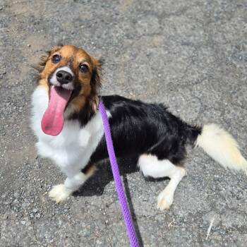 Shetland Sheepdog Sheltie and Terrier Dogs Available for Adoption in Wahiawa, Hawaii - Ducky | PetCurious