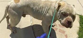 Pit Bull Terrier Dogs Available for Adoption in Dallas, Texas - GUERO | PetCurious