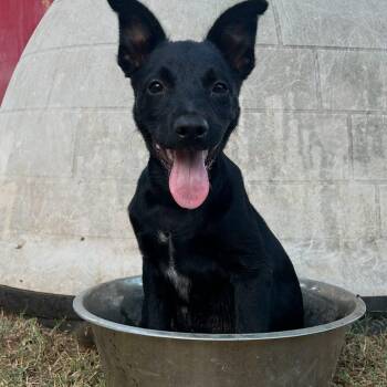 Rescue German Shepherd Dog Dogs for Adoption in San Saba, Texas - Merlot | PetCurious