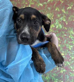 Shepherd and Mixed Breed Dogs Available for Adoption in San Antonio, Texas - Jacoby | PetCurious