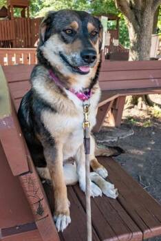 Briar -  Shepherd and Mixed Breed Dog for Adoption in Bridgewater, New Jersey - Briar | PetCurious