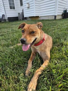 Twindy -  Mixed Breed Dog for Adoption in Milton, Delaware - Twindy | PetCurious