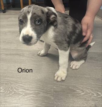 Orion -  Hound Dog for Adoption in Ulster, Pennsylvania - Orion | PetCurious