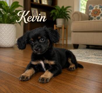 Kevin -  Cavalier King Charles Spaniel and Shih Tzu Dog for Adoption in Liverpool, Texas - Kevin | PetCurious