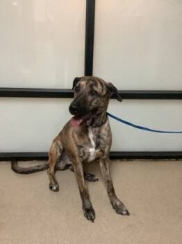 Rescue Treeing Walker Coonhound and Mixed Breed Dogs for Adoption in Fort Worth, Texas - Milli | PetCurious